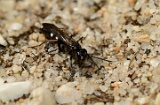 David Plant Photography - Wildlife Photography - Episyron rufipes - C